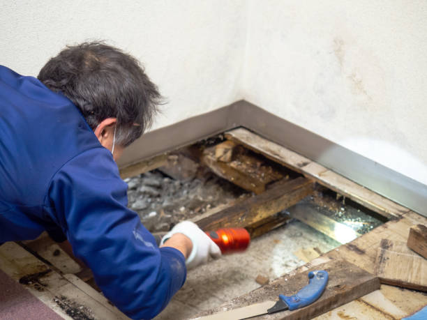 Best Mold Damage Repair  in Braddock Hills, PA
