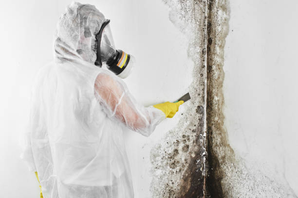 Best Commercial Mold Removal  in Braddock Hills, PA