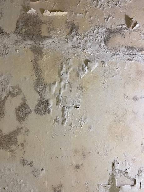 Best Fast Mold Removal  in Braddock Hills, PA