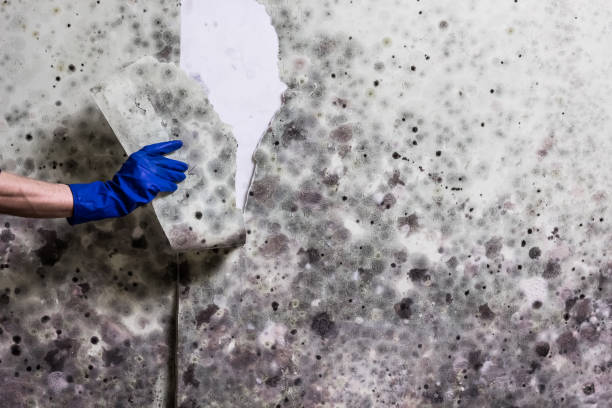 Best Toxic Mold Removal  in Braddock Hills, PA
